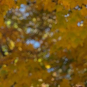 Meet your Posher, Yael